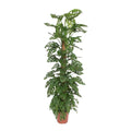 Monstera Monkey Leaf | Gatenblad met Mosstok | Kamerplant - Planttoday