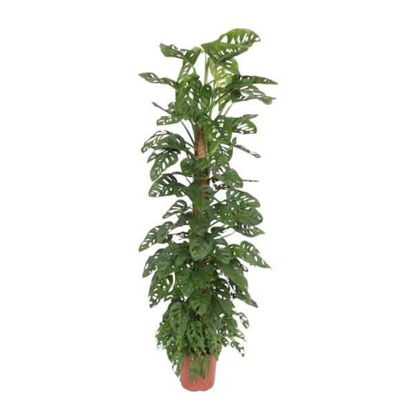 Monstera Monkey Leaf | Gatenblad met Mosstok | Kamerplant - Planttoday