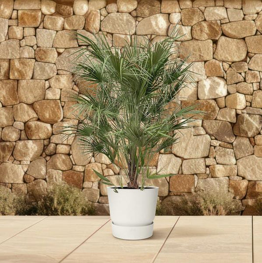 Chamaerops Humilis shrub - 170cm - Ø30