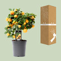 Citrus Calamondin Buitenplant | Sinaasappelboompje - Planttoday