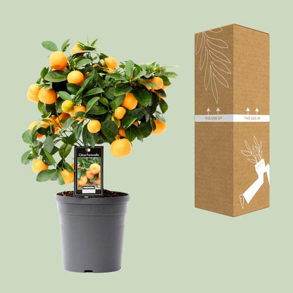 Citrus Calamondin - Pot Ø15cm - Hoogte ↕40cm