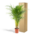 "Areca Palm (Dypsis Lutescens) – tropische goudpalm met sierlijke, luchtzuiverende bladeren voor in huis."


