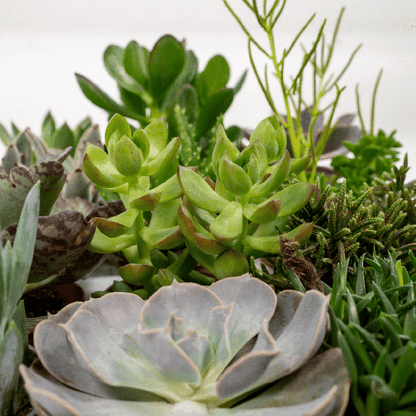 Succulenten Mix - Vetplant - 9 stuks - Ø8,5cm - ↕10 cm