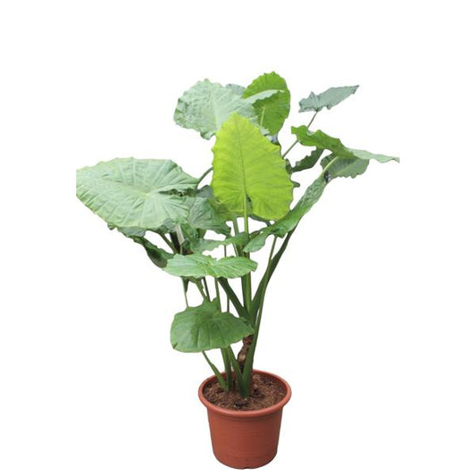 Alocasia Macrorrhiza - Elephant's ear - 180 cm - ø50
