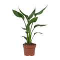 Strelitzia Reginae - Kamerplant