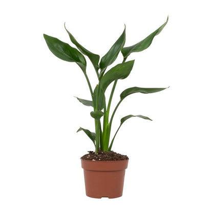 Strelitzia Reginae - 35cm - Ø12cm