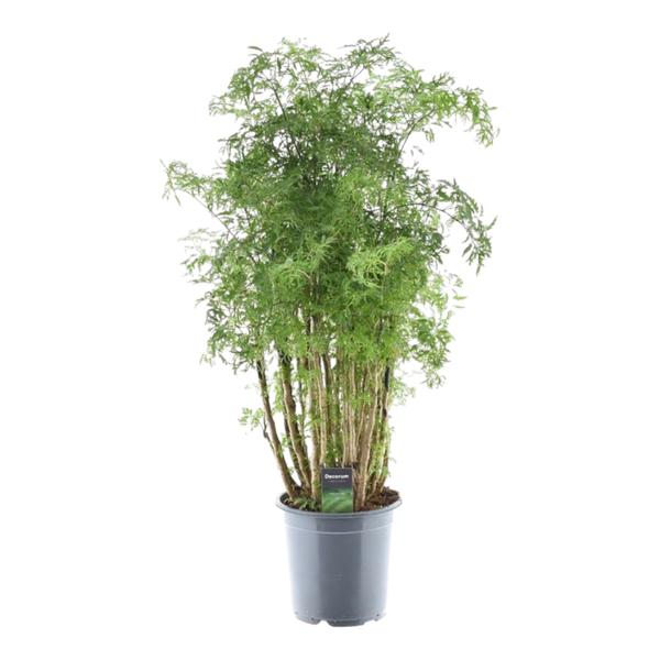 Polyscias Hawaiiana Ming -Prachtige kamerplant - Hoogte 90 cm - Ø24cm