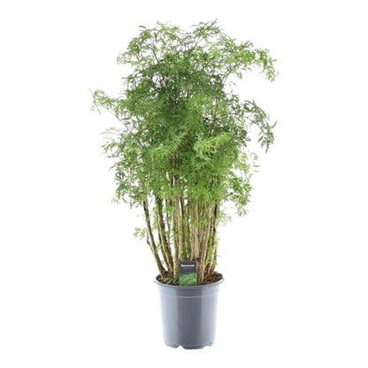 Polyscias Hawaiiana Ming -Prachtige kamerplant - Hoogte 90 cm - Ø24cm