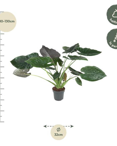 Alocasia Wentii Kamerplant | Olifantsoor - Planttoday
