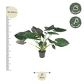 Alocasia Wentii Kamerplant | Olifantsoor - Planttoday