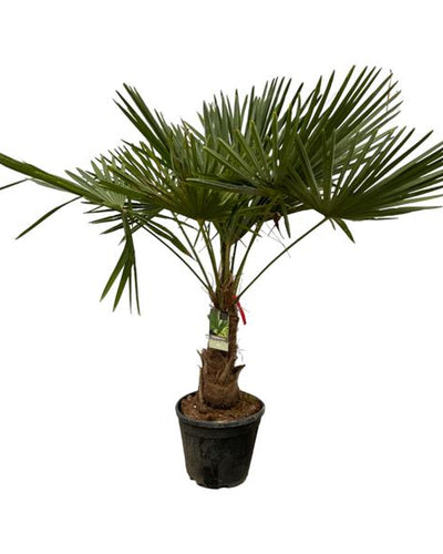 rachycarpus Fortuneii - 180-200 cm - Ø40cm