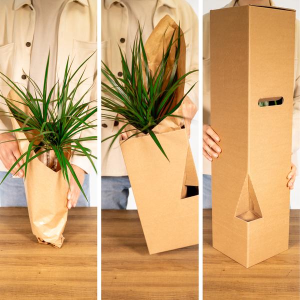 Groei Geluk Cadeaubox - Ø12cm - ↕25cm - x8