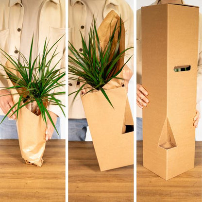 Groei Geluk Cadeaubox - Ø12cm - ↕25cm - x8