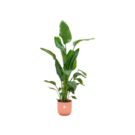 Strelitzia Nicolai inclusief elho Vibes Fold Round roze - 180 cm - Ø30
