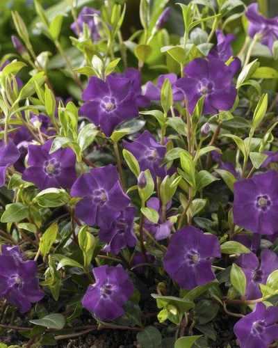 Vinca minor 'Atropurpurea' Buitenplant | Vlambloem - Planttoday