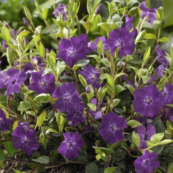 6x Vinca minor 'Atropurpurea', Flame Flower - ↕10-25cm - Ø9cm
