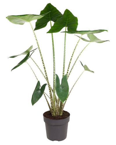 Alocasia Zebrina – zeldzame tropische kamerplant met opvallende zebraprint stelen en grote groene bladeren."
