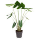 Alocasia Zebrina | Houseplant