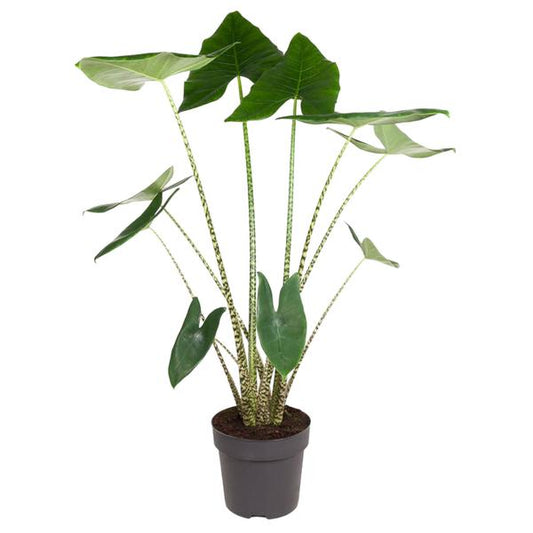 Alocasia Zebrina – zeldzame tropische kamerplant met opvallende zebraprint stelen en grote groene bladeren."