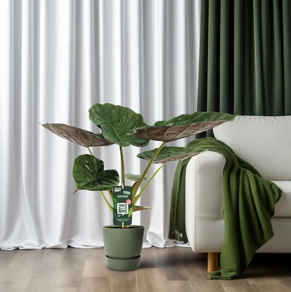 Alocasia Wentii - Olifantsoor