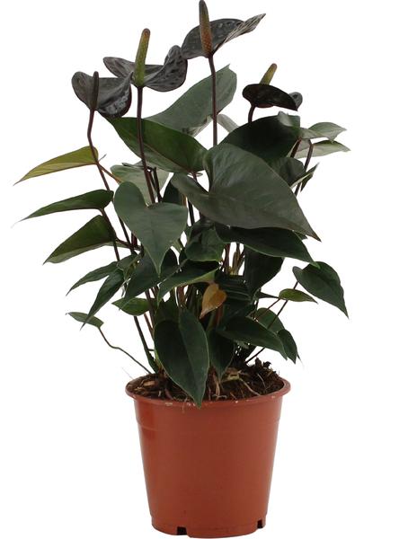 Anthurium Black Love In Transparent Sleeve - Ø12cm - ↕36cm