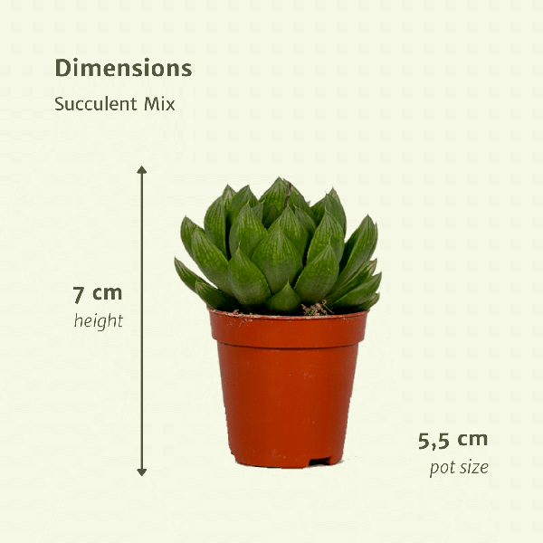 10x Succulenten Mix | Kamerplanten - Planttoday