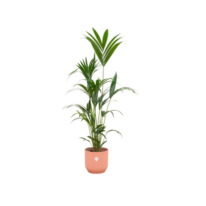 Kentia Palm |  Elho pot Vibes Fold Round Roze | kamerplant