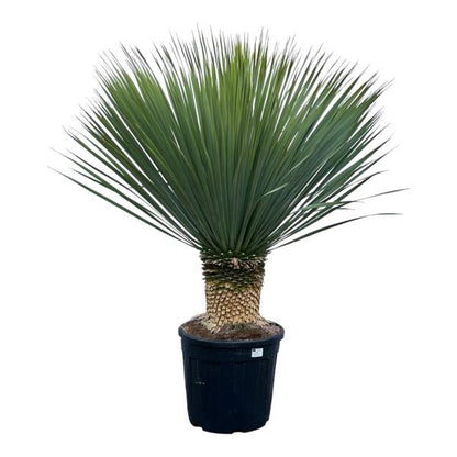 Yucca Rostrata - 140 cm - Ø45 Woestijnplant.Yucca rostrata, ook wel snavelyucca genoemd, is een boomachtige plant die behoort tot het geslacht Yucca. De soort komt oorspronkelijk uit Texas en de regio's Chihuahua en Coahuila in Mexico.