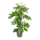 Monstera Minima – Ø19cm – ↕80cm