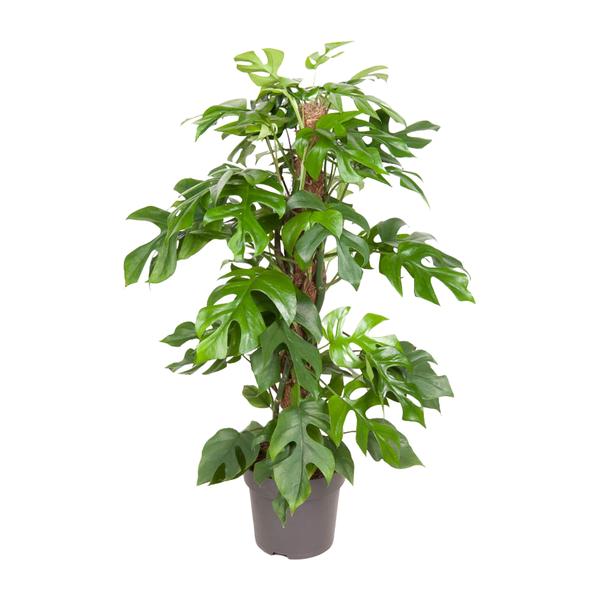 Monstera Minima (Mini Monstera / Zwitserse Kaasplant) in pot Ø19cm – glanzende hartvormige bladeren met karakteristieke gaten, hoogte ±80cm, ideale tropische kamerplant voor halfschaduw.
