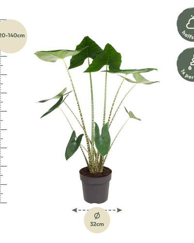 Alocasia Zebrina – zeldzame tropische kamerplant met opvallende zebraprint stelen en grote groene bladeren