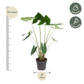 Alocasia Zebrina – zeldzame tropische kamerplant met opvallende zebraprint stelen en grote groene bladeren
