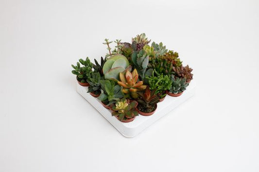 "Succulenten Mix – Vetplanten Set – 20 Stuks – Ø5,5cm (Pot) – 10cm Hoog"