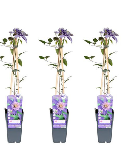 Clematis Multi Blue Buitenplant | Klimplant - Planttoday