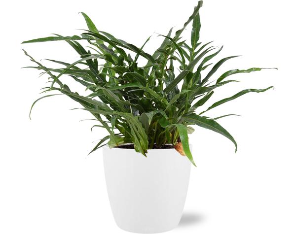 Aglaomorpha Coronans - Varen - Ø17cm - ↕45cm + Pot Brussels D18x17cm - Wit