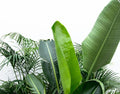 mega planten