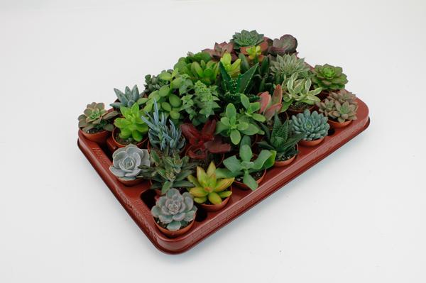 Succulenten Mix - Vetplanten - 30 stuks - Ø5,5cm - ↕7cm