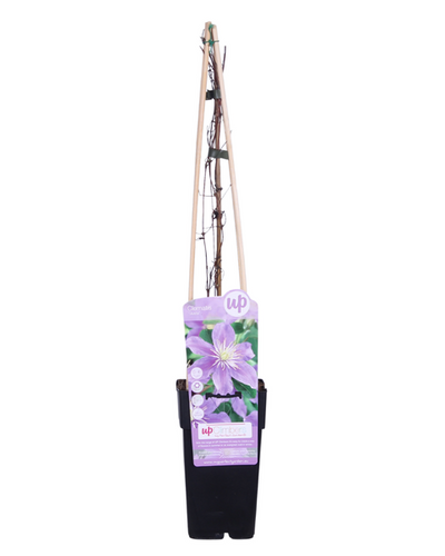 Clematis Justa Buitenplant | Lila Bloeiende Clematis - Planttoday