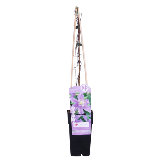 Clematis Justa - Elegante klimplant met lila bloemen. Ø15cm - ↕65cm
