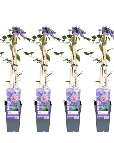 Clematis Multi Blue Buitenplant | Klimplant - Planttoday