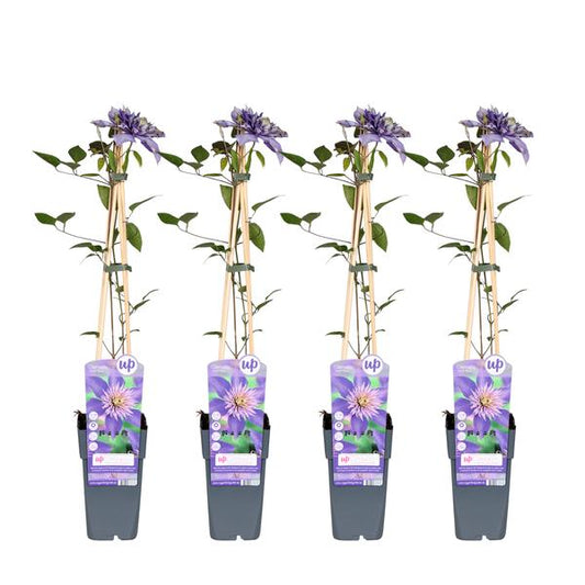 4x - Clematis Multi Blue - Bosrank Blauw- ↨65cm - Ø15
