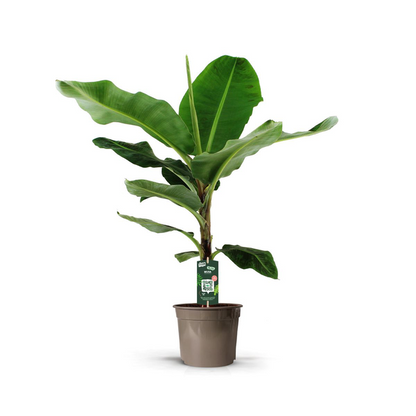 Bananenplant - Musa - diverse maten nu bij Planttoday