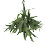 Platycerium Staghorn zum Aufhängen – Einzigartiger Topf in Blattform, Ø 21 cm, Höhe 50 cm