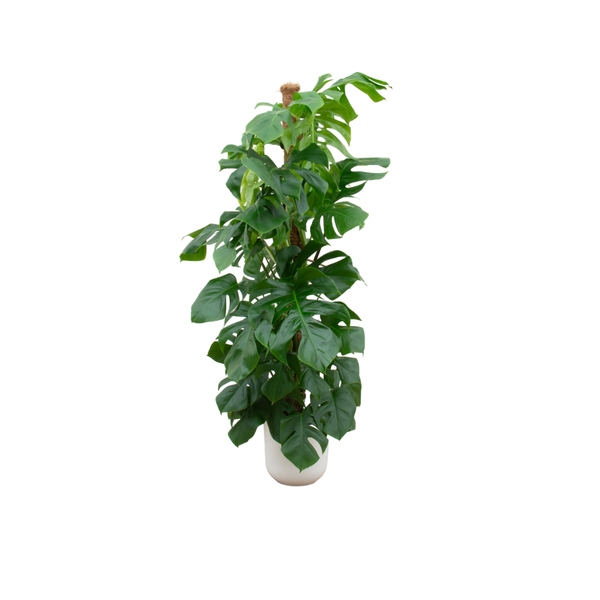 Monstera Pertusum XL | Kamerplant | inclusief elho Jazz Round wit - Planttoday