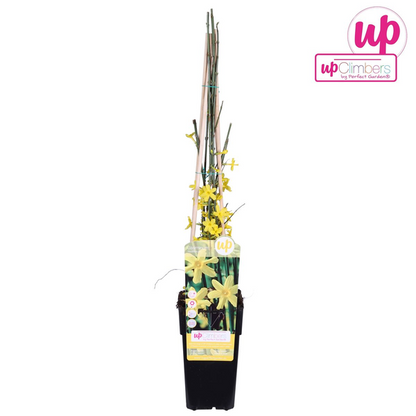 Jasminum nudiflorum - Winterjasmijn Ø15cm - ↕65cm