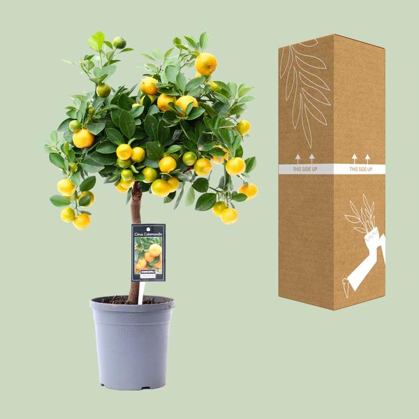 Citrus Calamondin Sinaaappelboom - Eetbaar - Pot Ø15cm - Hoogte ↕45cm