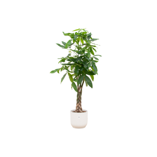 Pachira Aquatica Geldboom van 160cm in Elho Vibes Fold Round Bloempot wit – Groene kamerplant met gevlochten stam, symbool voor geluk en welvaart.