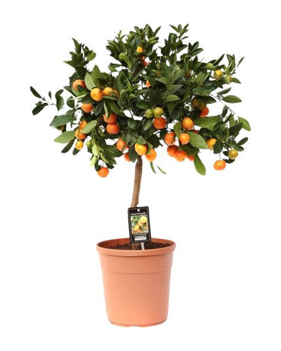 Citrus Calamondin Buitenplant | Sinaasappelboompje