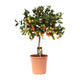 Citrus Calamondin – Compact sinaasappelboompje voor geur