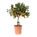 Citrus Calamondin Buitenplant | Sinaasappelboompje